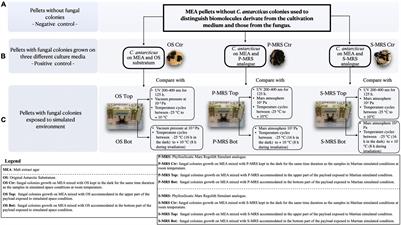 Metabolomic Profile of the Fungus Cryomyces antarcticus Under Simulated Martian and Space Conditions as Support for Life-Detection Missions on Mars